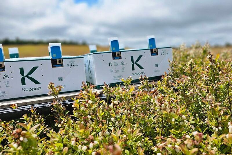 Maximizing Bumblebee Pollination in Canadian Fruit Crops | Koppert