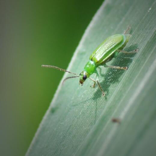Nothern Corn rootworm Diabrotica barberi