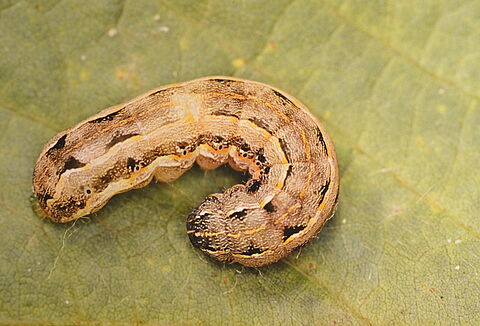 Southern armyworm