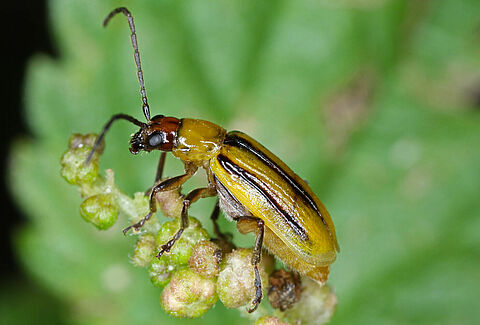 Corn rootworm