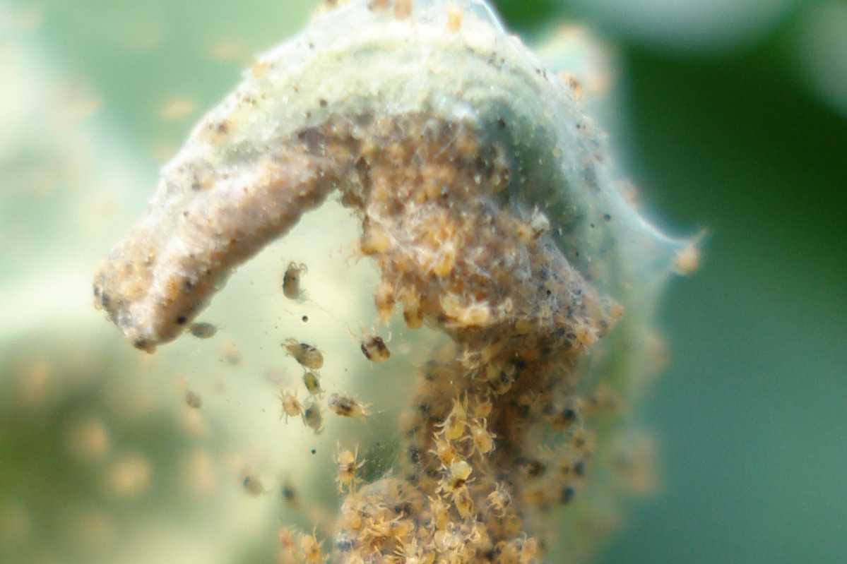 PRÉDATEURS DES TÉTRANYQUES : COMMENT CHOISIR L'AGENT DE LUTTE BIOLOGIQUE LE MIEUX ADAPTÉ À VOTRE SITUATION
