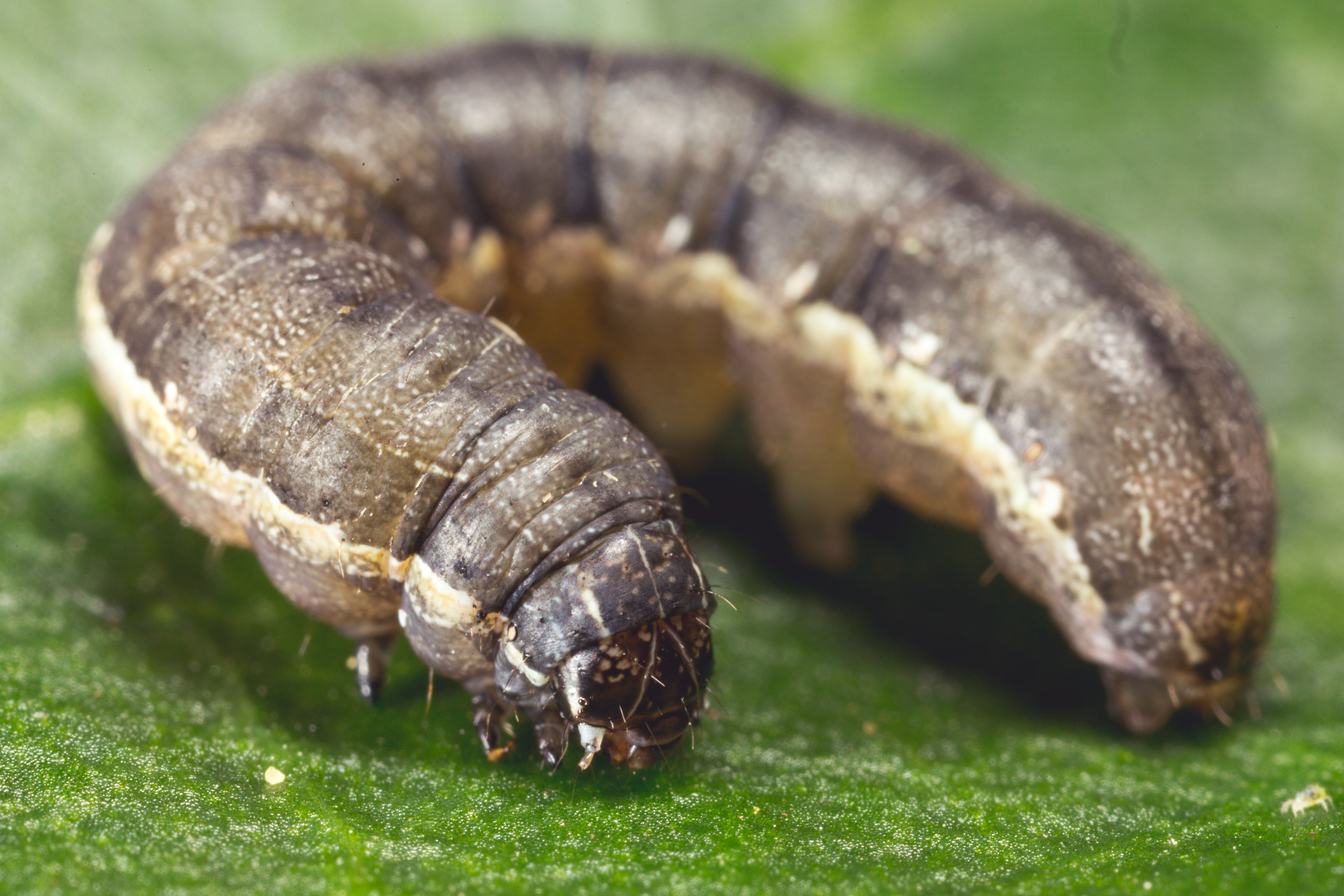 Larva of the Beet armyworm Spodoptera exigua
