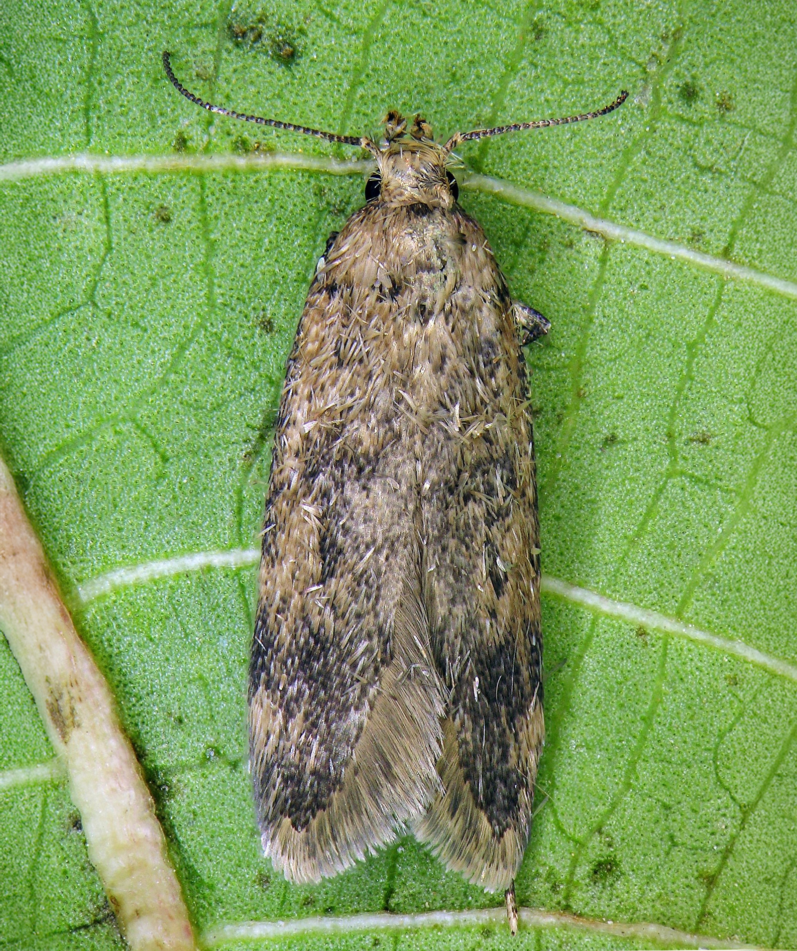 False codling moth