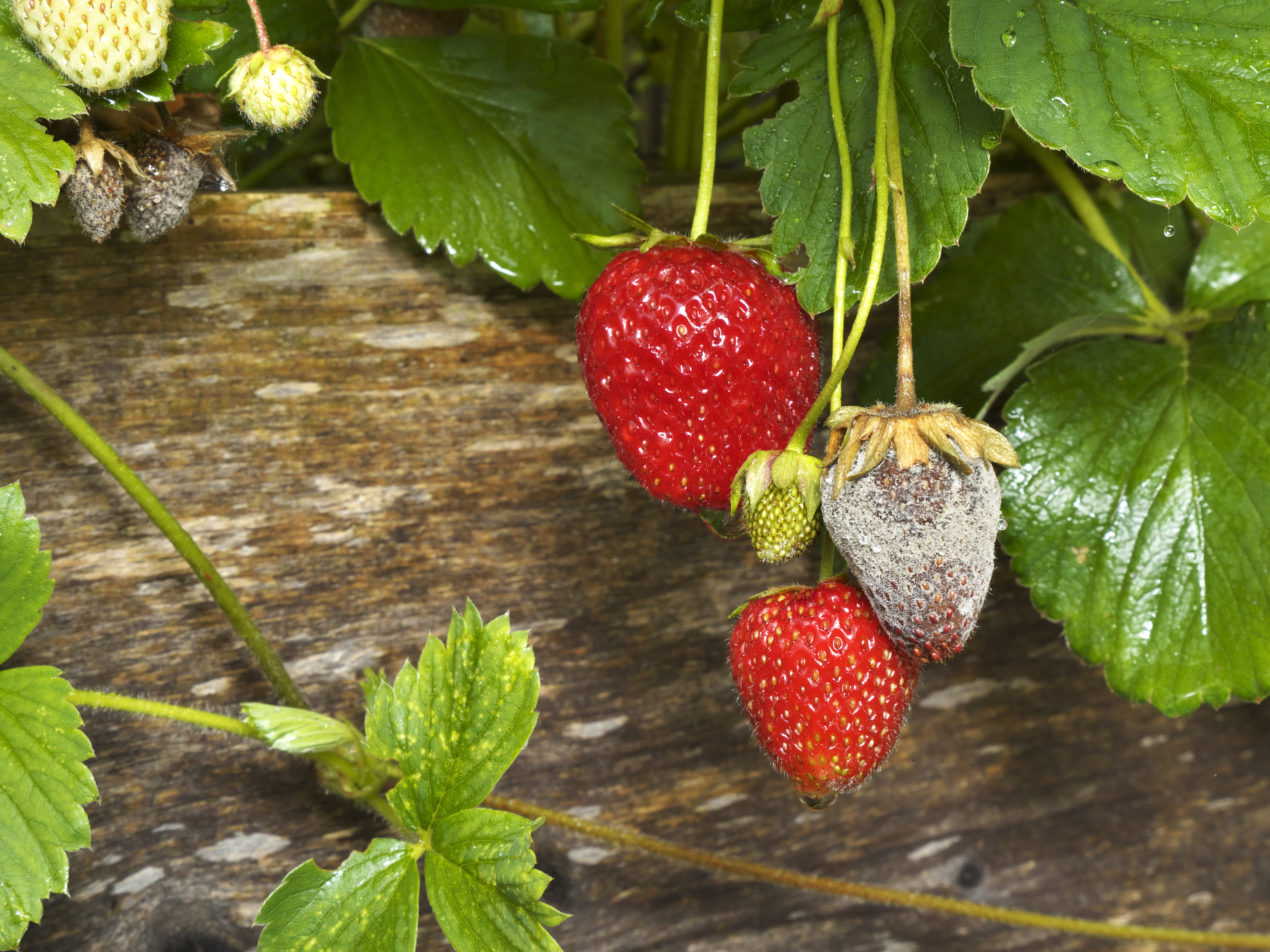 Grey mould-rot Botryotinia fuckeliana on strawberry