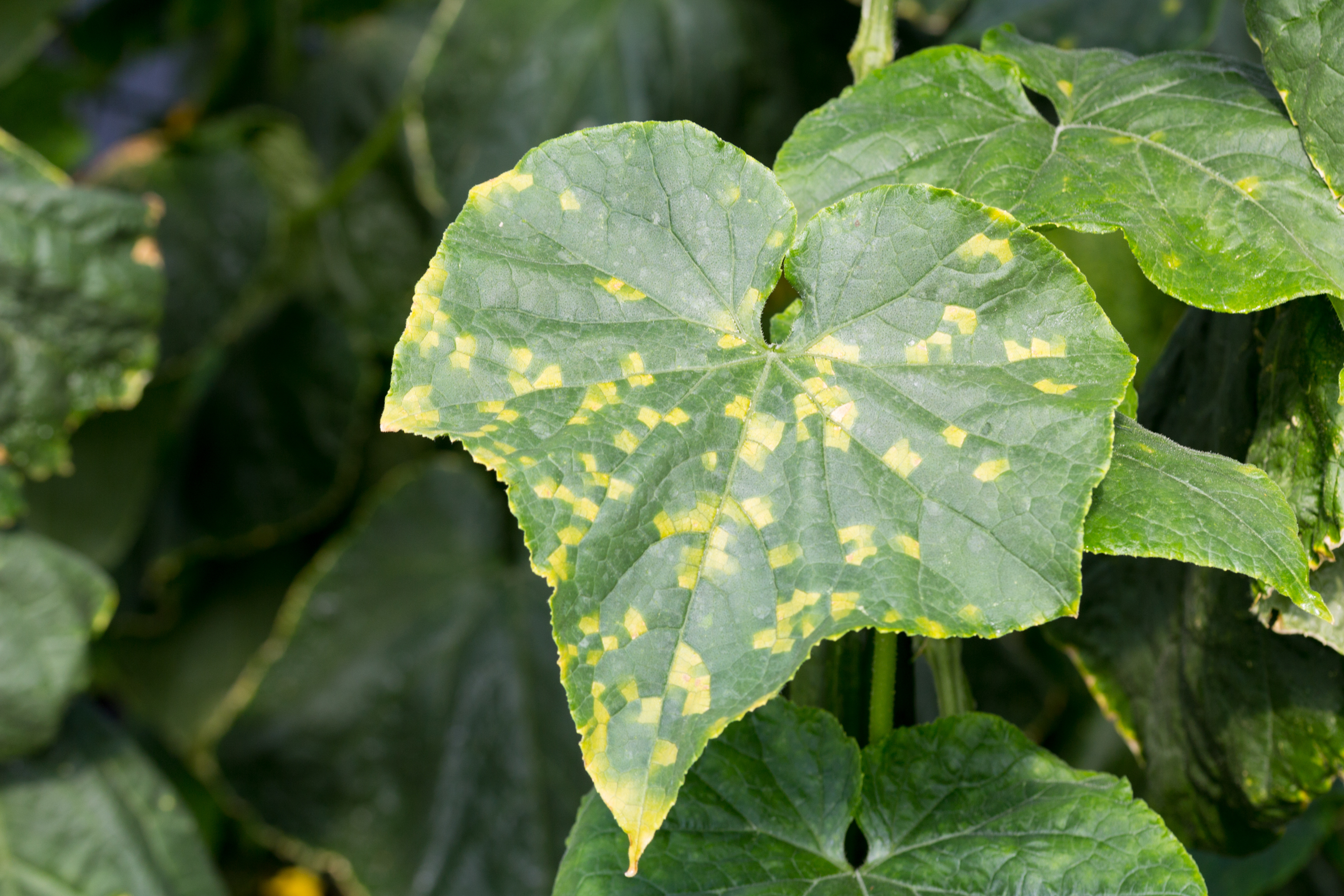 Cucumber leaf damage caused by Cucumber downy mildew Pseudoperonospora cubensis