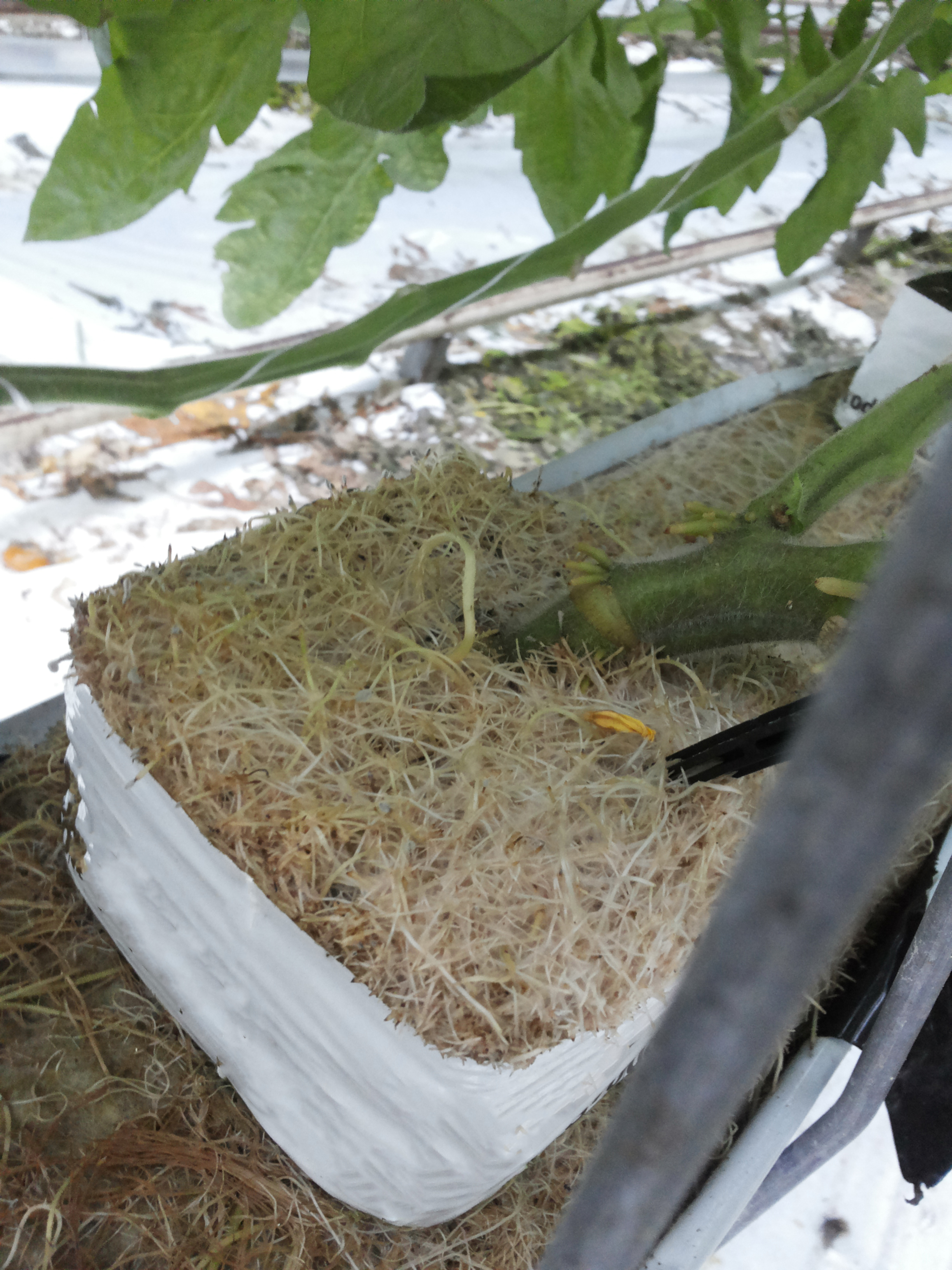 Tomato plant damage caused by gall Rhizobium rhizogenes