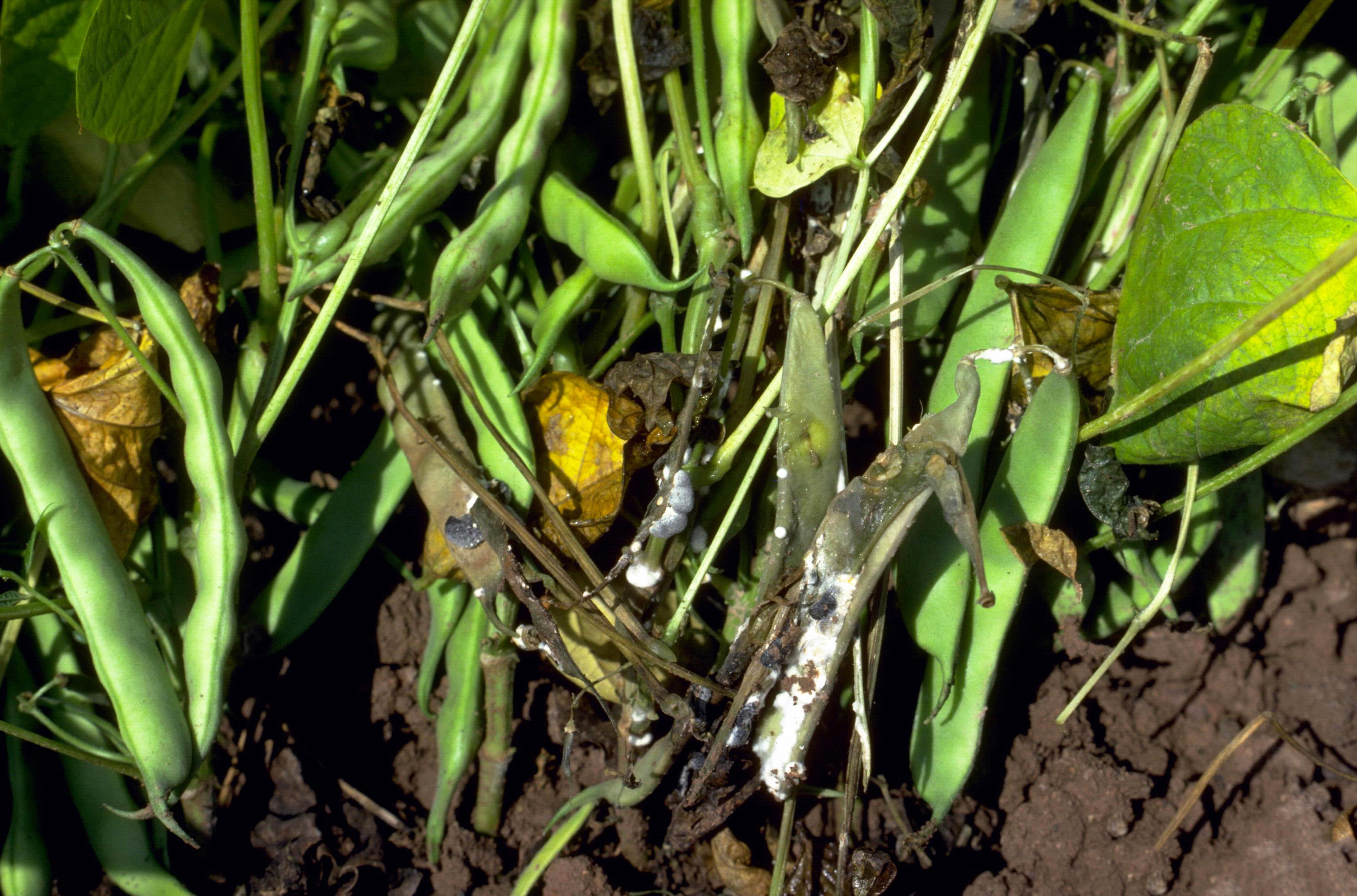 Common bean plant infected by Cottony soft rot Sclerotinia sclerotiorum