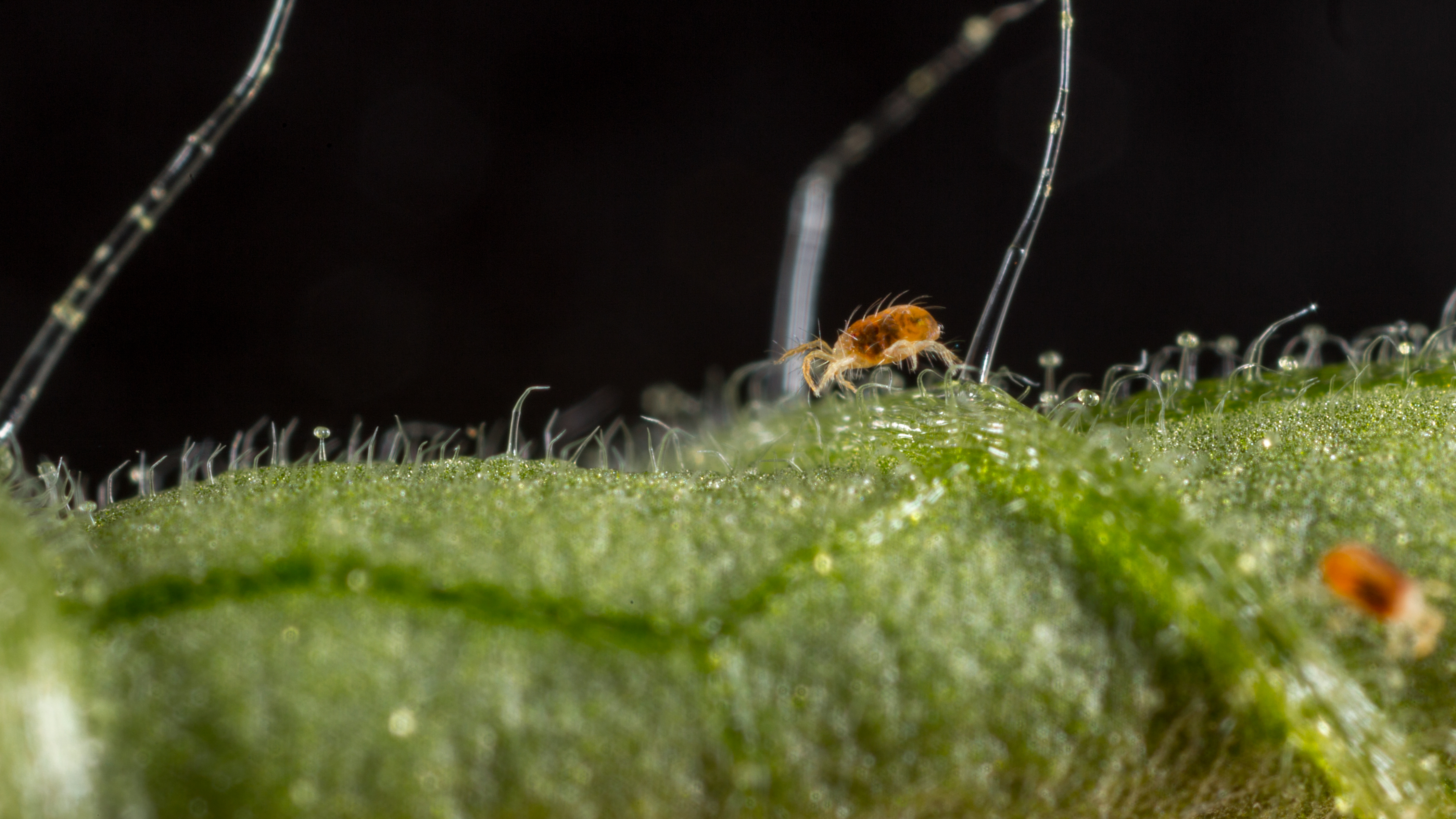 Two-spotted spider mite Tetranychus utricae